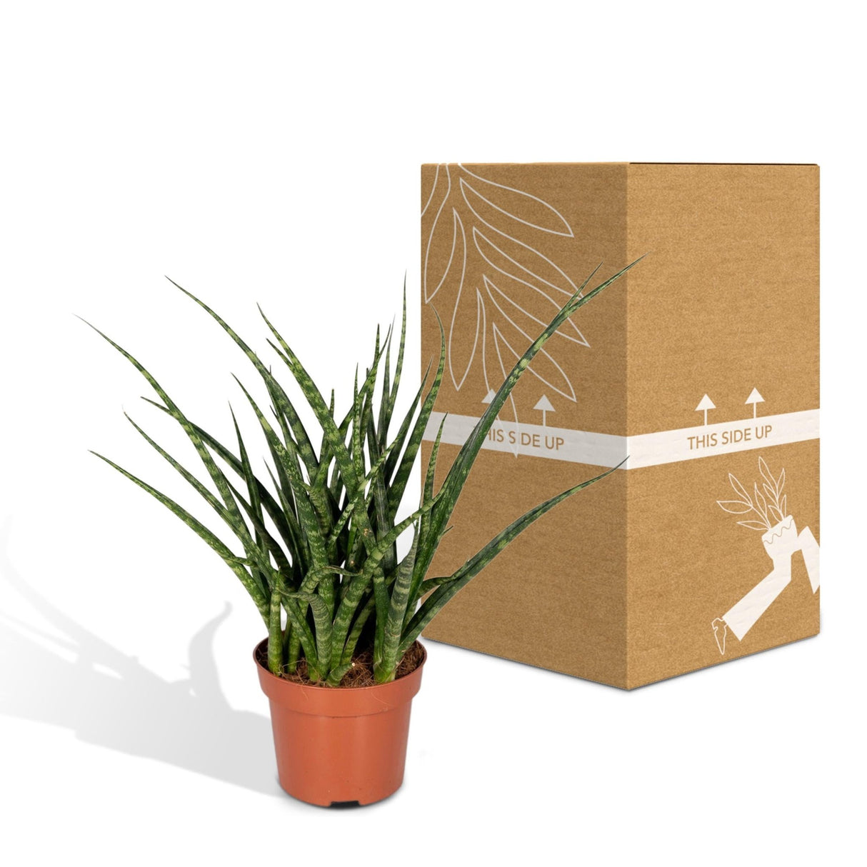 Livraison plante - Sansevieria Fernwood Punk - h30cm, Ø12cm - plante d'intérieur sans entretien