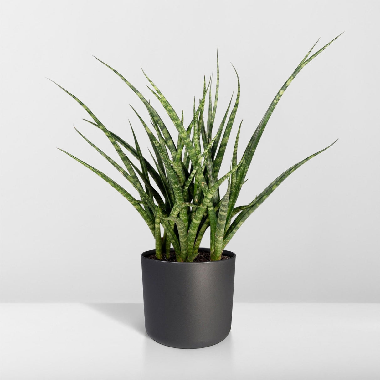 Livraison plante - Sansevieria Fernwood Punk - h30cm, Ø12cm - plante d'intérieur sans entretien