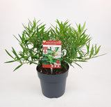 Livraison plante - Sarcocoque à feuilles de saule - ↨25cm - Ø17cm - plante de haie