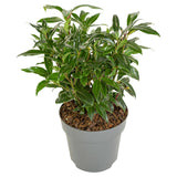 Livraison plante - Sarcocoque 'Winter Gem'® - ↨25cm - Ø19cm - plante de haie