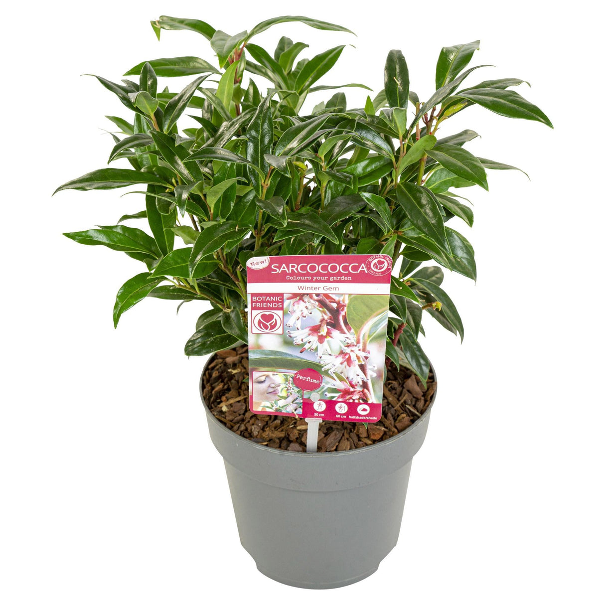 Livraison plante - Sarcocoque 'Winter Gem'® - ↨25cm - Ø19cm - plante de haie