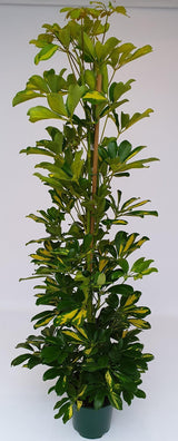 Livraison plante - Schefflera Arb. 'Gold Capella'