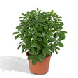 Livraison plante - Schefflera Nora - h50cm, Ø21cm - plante d'intérieur