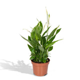Livraison plante - Spathiphyllum - h45cm, Ø12cm - plante d'intérieur