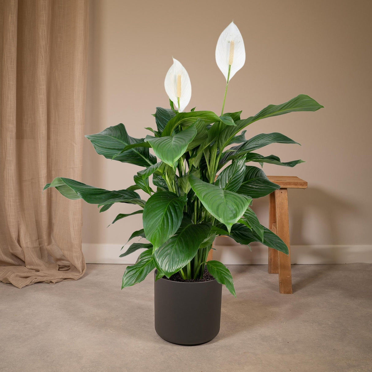 Livraison plante - Spathiphyllum - h80cm, Ø19cm - grande plante d'intérieur