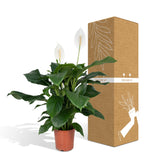 Livraison plante - Spathiphyllum - h80cm, Ø19cm - grande plante d'intérieur