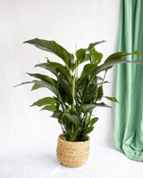 Livraison plante - Spathiphyllum 'Sweet Lauretta' Blanco