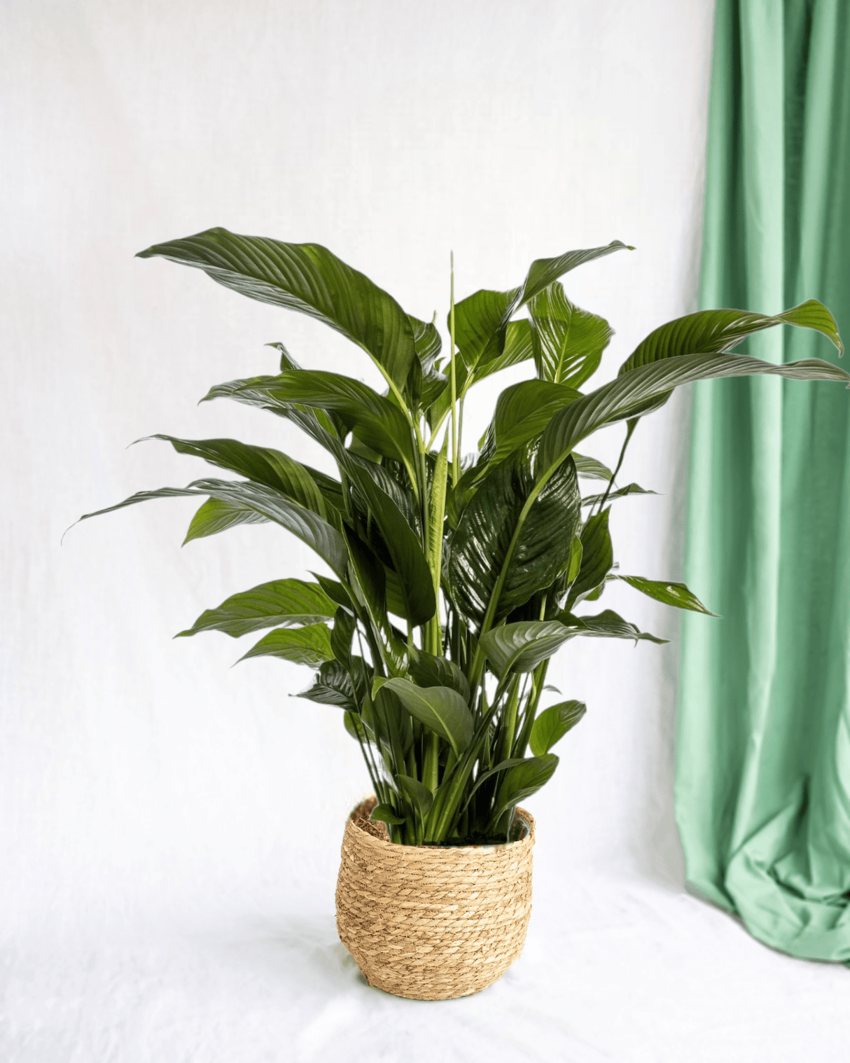 Livraison plante - Spathiphyllum 'Sweet Lauretta' Blanco