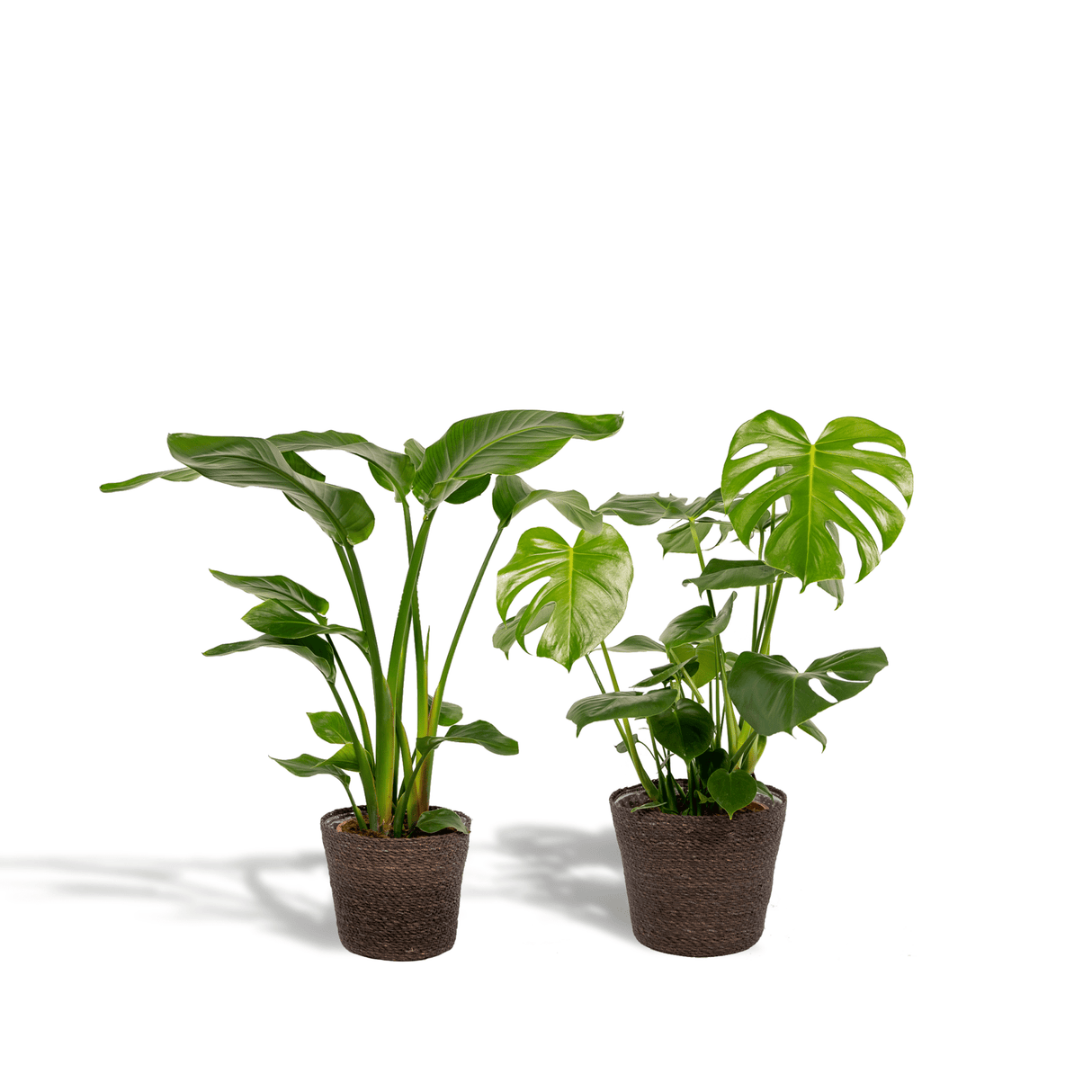 Livraison plante - Strelitzia Nicolai, Monstera Deliciosa, duo de plantes - plantes d'intérieur