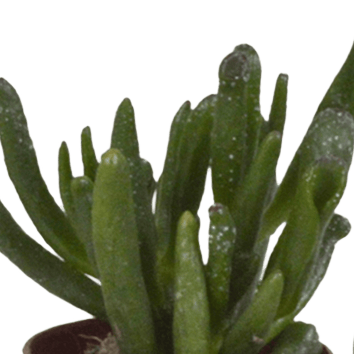 Livraison plante - Succulentes, box de 10 plantes - h13cm, Ø5,5cm - plantes d'intérieur