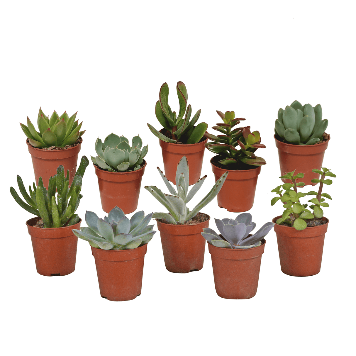 Plantes Succulentes Uniques - Faciles à Entretenir et Durables