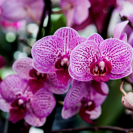 Livraison plante - Terreau pour orchidées - 5L