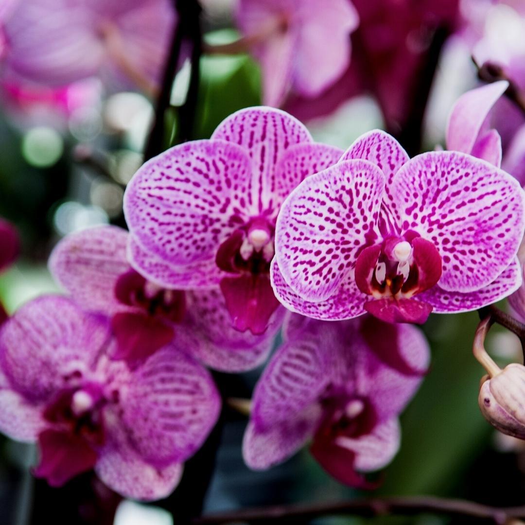 Terreau Orchidées Premium 5L - Favorise Croissance et Floraison – La Green  Touch