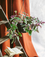 Livraison plante - Tradescantia Zebrina Violette