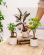 Livraison plante - Trio de mini arbustes
