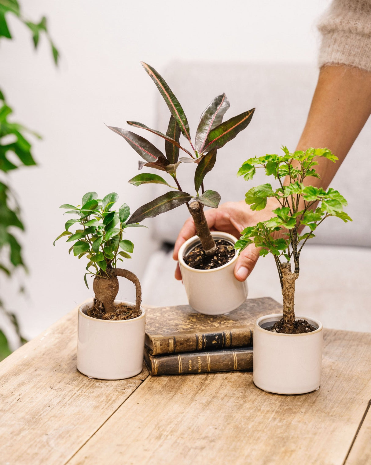 Trio de mini plantes d'intérieur en hydroculture sans entretien – La Green  Touch