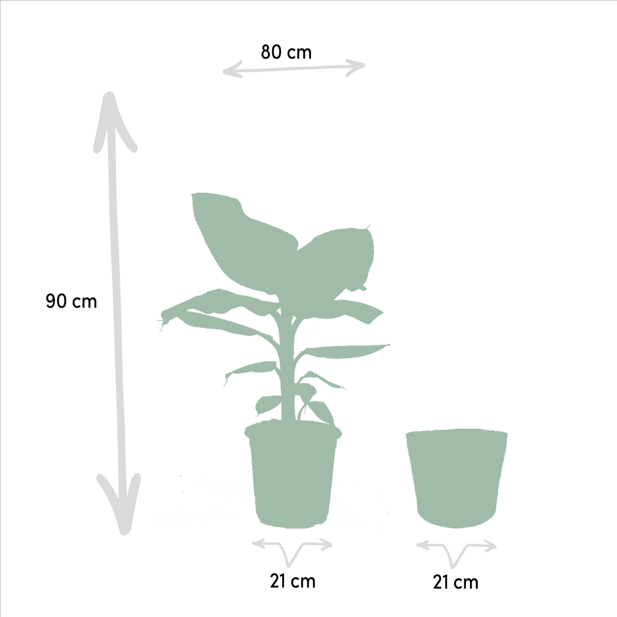 Livraison plante - Trio Monstera Deliciosa, Bananier Musa, Strelitzia Nicolai, trio de plantes - plantes d'intérieur
