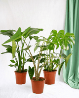 Livraison plante - Trio Strelitzia Nicolai, Monstera et Alocasia