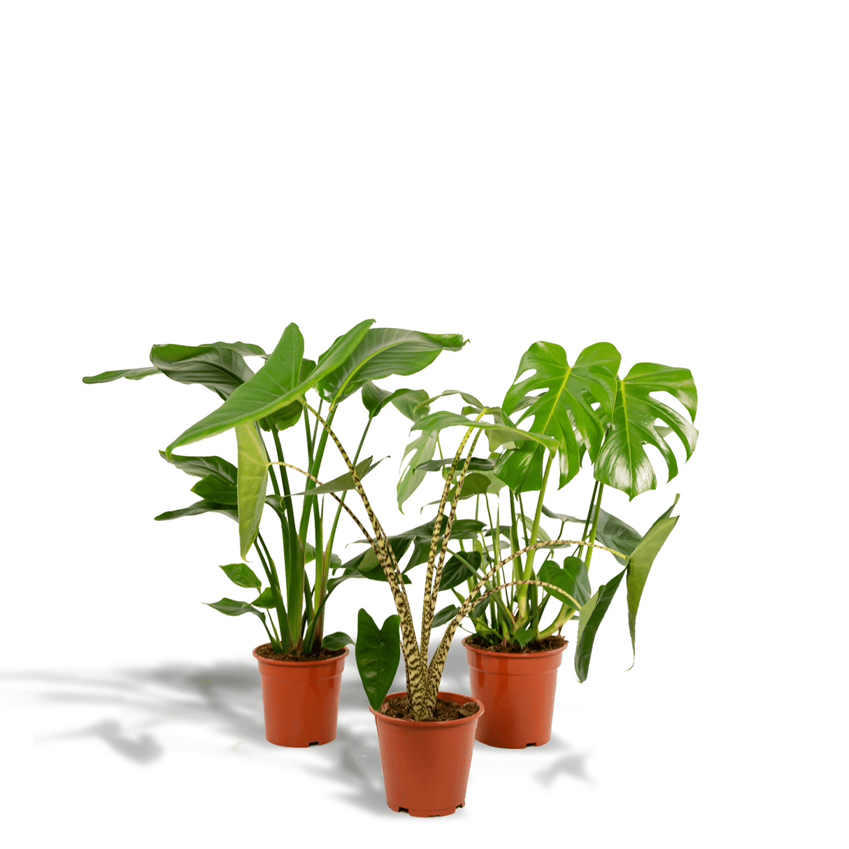 Livraison plante - Trio Strelitzia Nicolai, Monstera et Alocasia