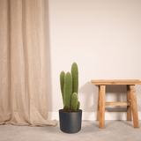 Livraison plante - Vatricania Guentheri - cactus d'intérieur