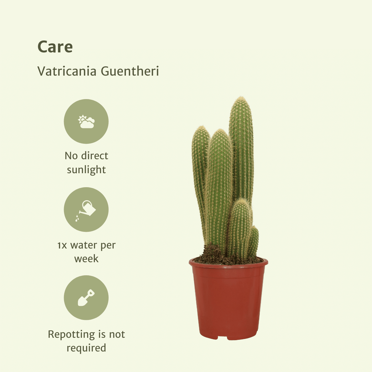 Livraison plante - Vatricania Guentheri - cactus d'intérieur
