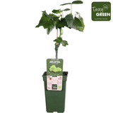 Livraison plante - Vigne raisin sans pepin 'Lakemount' - ↨50cm - Ø19 - arbuste fruitier