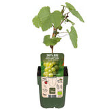 Livraison plante - Vigne raison blanc 'Johannes' - ↨45cm - Ø13 - arbuste fruitier