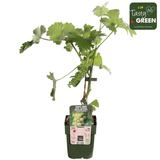 Livraison plante - Vigne raison blanc 'Johannes' - ↨45cm - Ø13 - arbuste fruitier