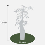 Livraison plante - Vigne vierge - Parthénossus Henryana - ↨65cm - Ø15 - plante d'extérieur grimpante