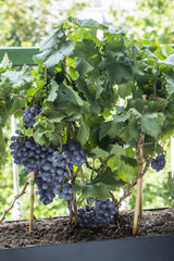 Livraison plante - Vigne'Pinot Noir' - ↨65cm - Ø19 - arbuste fruitier