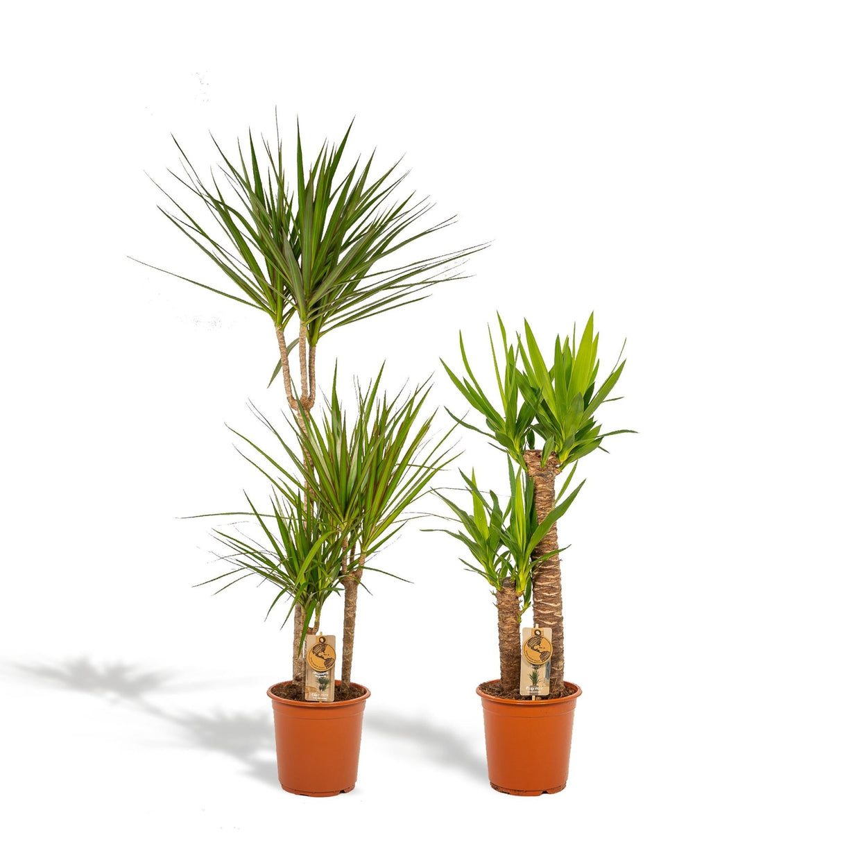 Livraison plante - Yucca, Dracaena, duo de plantes - grandes plantes d'intérieur