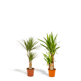 Livraison plante - Yucca, Dracaena, duo de plantes - plantes d'intérieur
