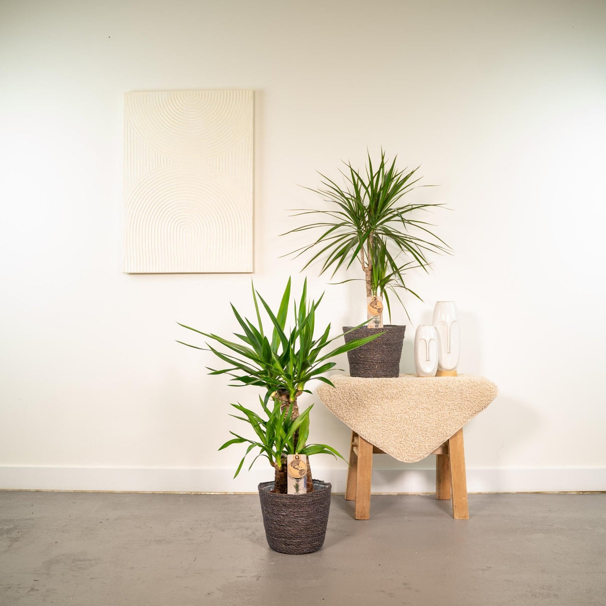 Livraison plante - Yucca, Dracaena, duo de plantes - plantes d'intérieur