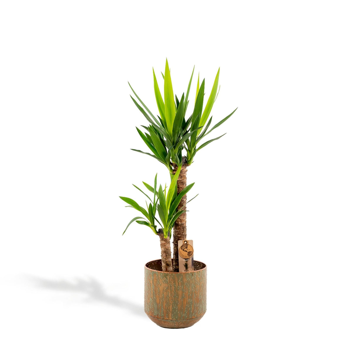 Livraison plante - Yucca et son cache-pot doré - h100cm, Ø21cm - très grande plante d'intérieur