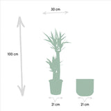 Livraison plante - Yucca et son cache-pot doré - h100cm, Ø21cm - très grande plante d'intérieur