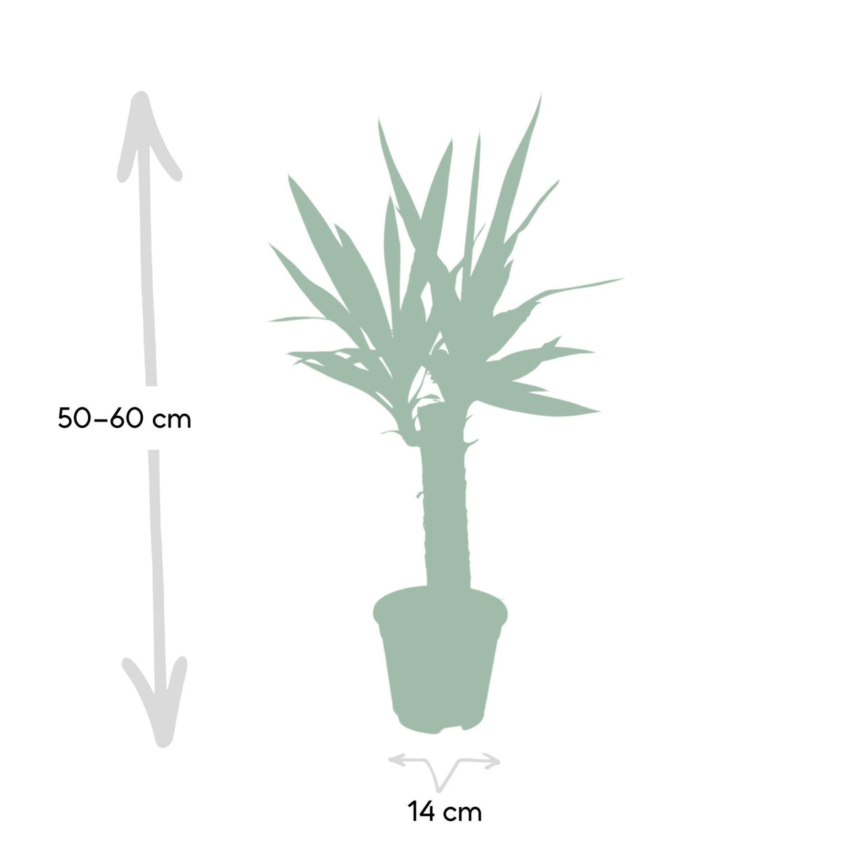 Livraison plante - Yucca - h40cm, Ø14cm - plante d'intérieur