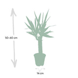 Livraison plante - Yucca - h40cm, Ø14cm - plante d'intérieur