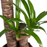 Livraison plante - Yucca - h85cm, Ø17cm - grande plante d'intérieur
