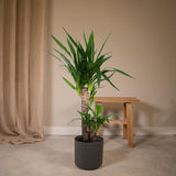 Livraison plante - Yucca - h85cm, Ø17cm - grande plante d'intérieur