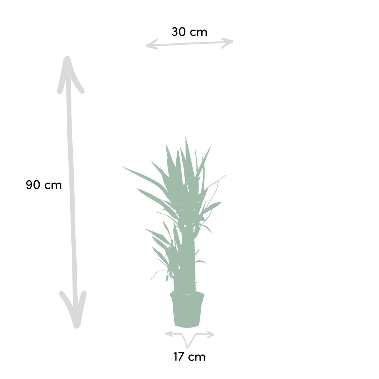 Livraison plante - Yucca x2 - h90cm, Ø17cm - grandes plantes d'intérieur