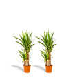 Livraison plante - Yucca x2 - h90cm, Ø17cm - grandes plantes d'intérieur