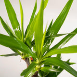 Livraison plante - Yucca XL et son cache-pot marron - h100cm, Ø21cm - très grande plante d'intérieur