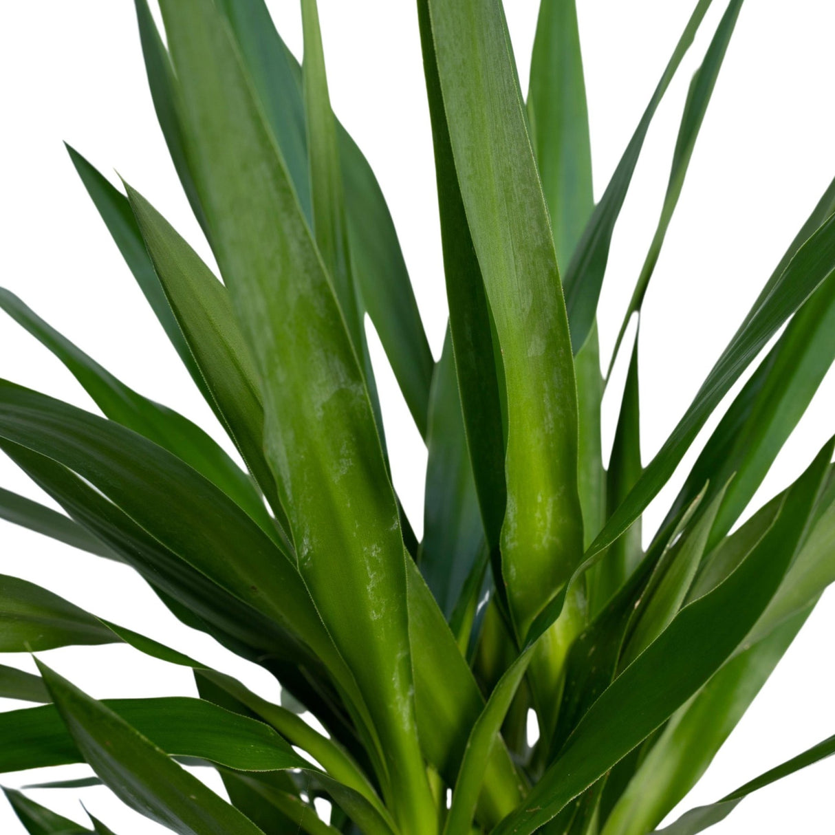 Livraison plante - Yucca XL - h100cm, Ø21cm - très grande plante d'intérieur
