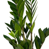 Livraison plante - Zamioculcas Zamiifolia