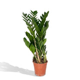 Livraison plante - Zamioculcas Zamiifolia