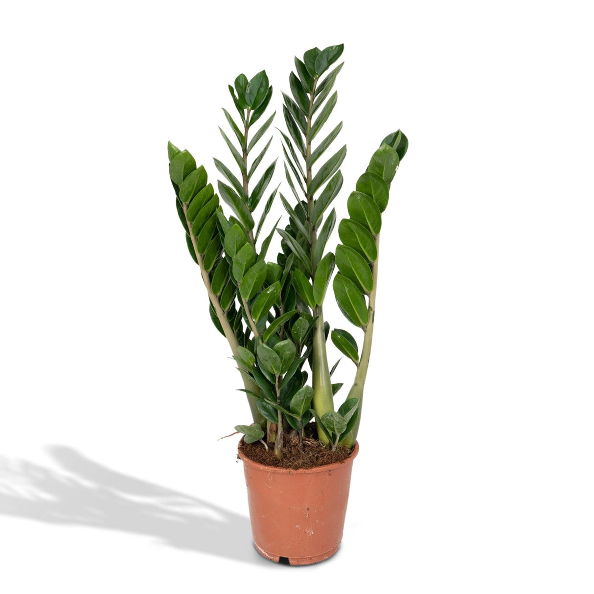 Livraison plante - Zamioculcas Zamiifolia - h50cm, Ø14cm - plante d'intérieur