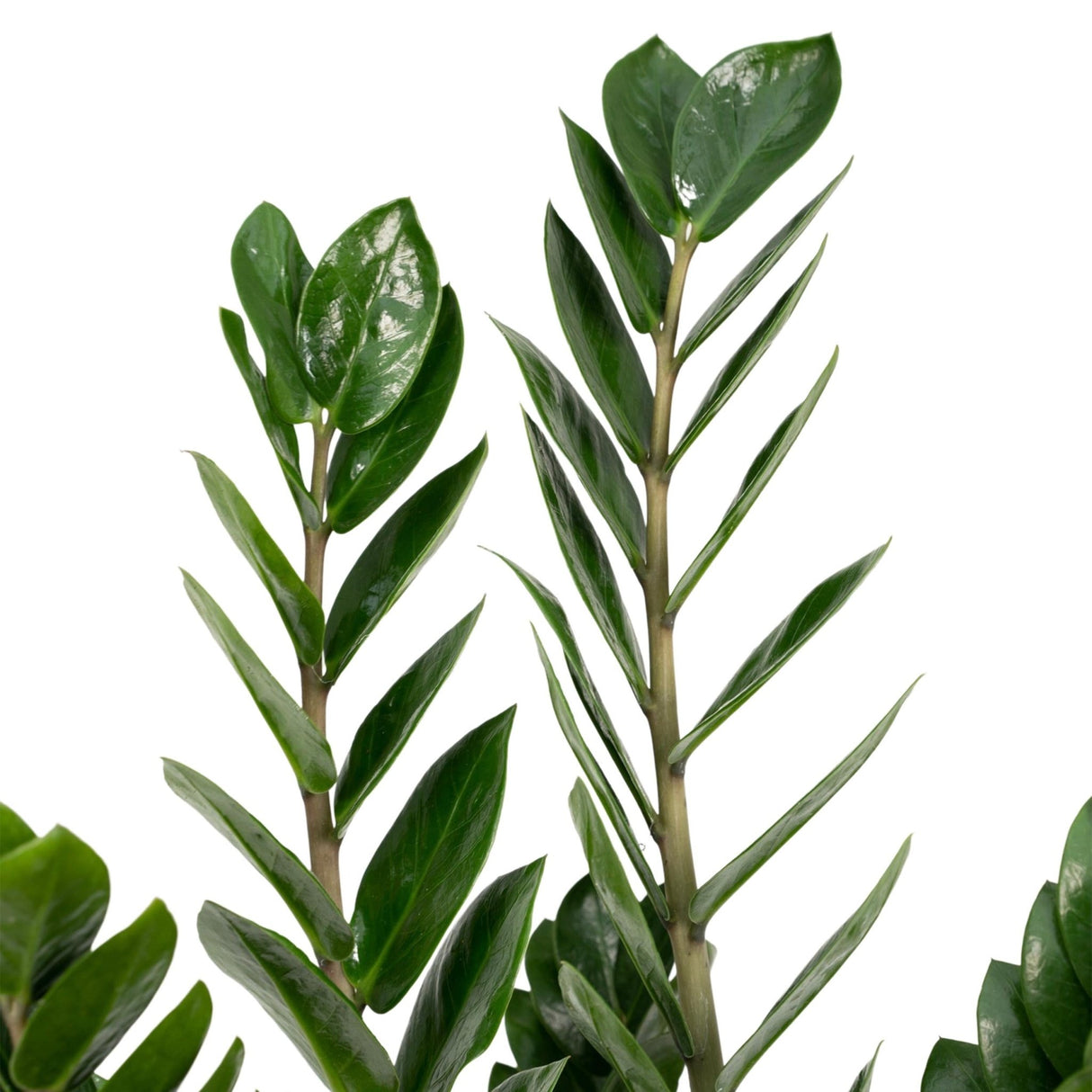 Livraison plante - Zamioculcas Zamiifolia - h50cm, Ø14cm - plante d'intérieur