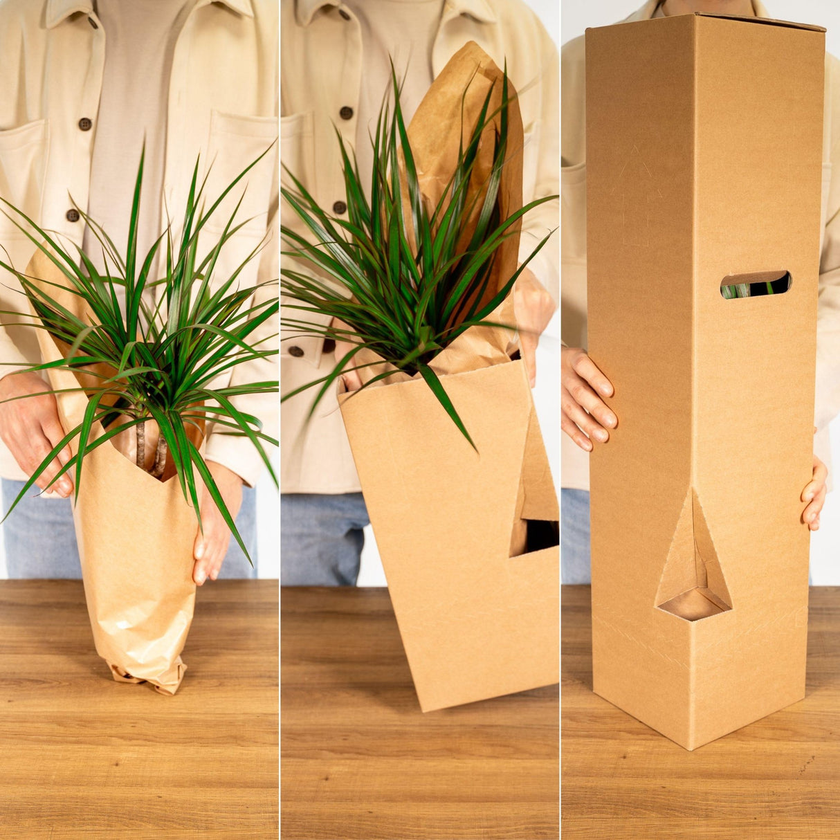 Livraison plante - Zamioculcas Zamiifolia - h50cm, Ø14cm - plante d'intérieur