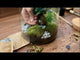 comment realiser un terrarium facilement