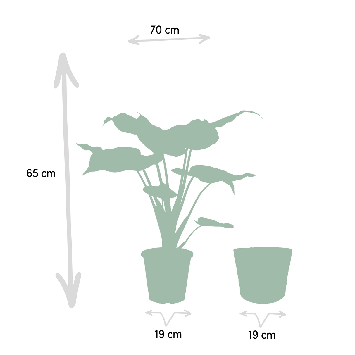 Alocasia Lauterbachiana - Lot de 2 plantes - Coffret cadeau